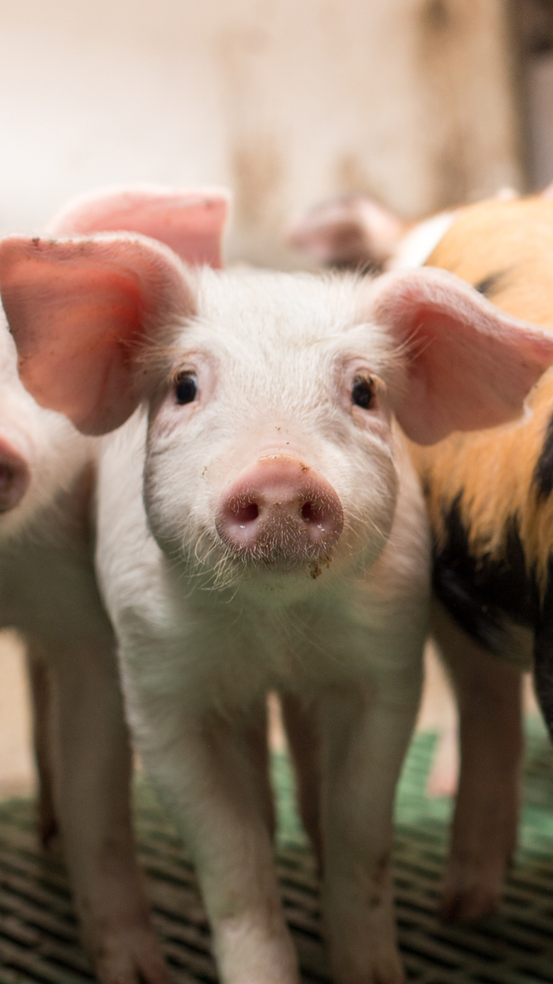 Curious how inactivated vaccines are made and used to protect animals from disease?