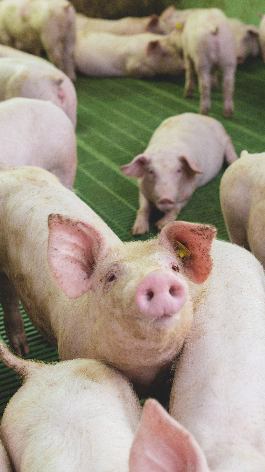 Why does gut bacteria matter in swine?